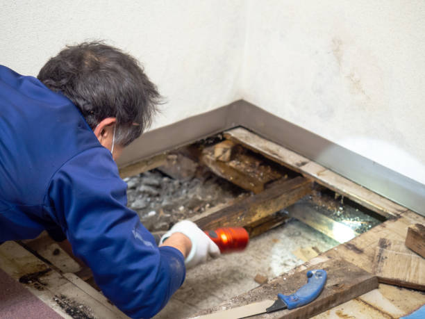 Best Fast Mold Removal  in Flemington, NJ