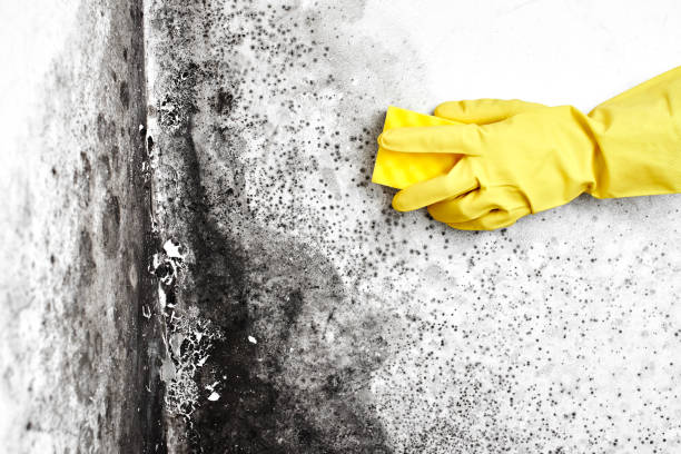 Best Crawl Space Mold Removal  in Flemington, NJ