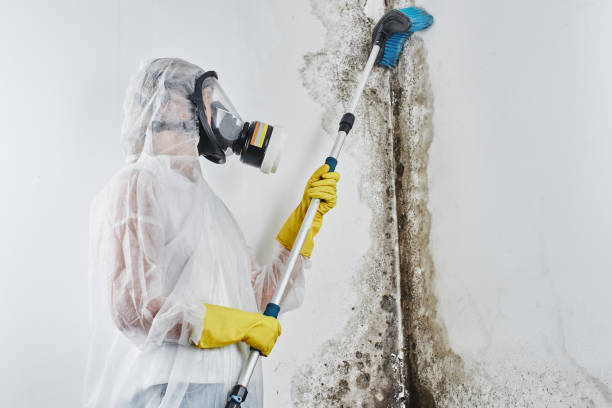 Best Office Mold Removal Services  in Flemington, NJ