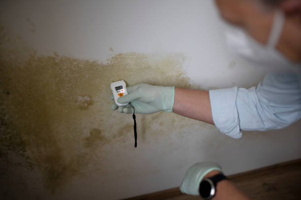 Best Best Mold Removal Companies  in Flemington, NJ