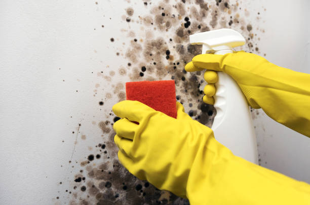 Best Mold Cleaning Services  in Flemington, NJ