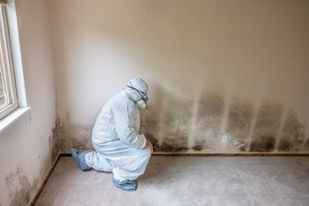Trusted Flemington, NJ Mold Removal Experts
