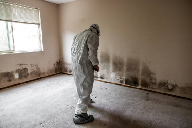 Best Commercial Mold Removal  in Flemington, NJ