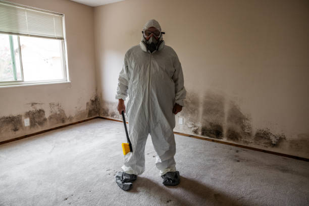 Best Mold Damage Repair  in Flemington, NJ