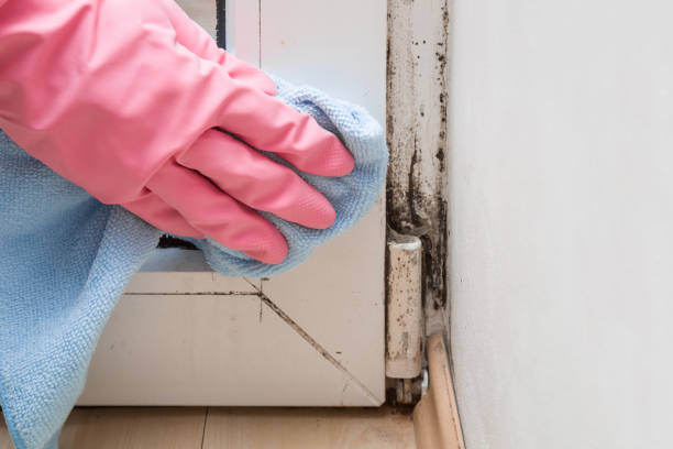 Best Fast Mold Removal  in Flemington, NJ