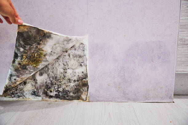 Best Black Mold Removal  in Flemington, NJ